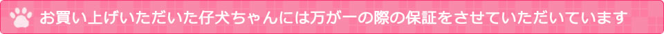 お買い上げいただいた仔犬ちゃんには万が一の際の保証をさせていただいています
